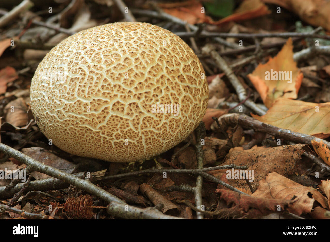 Bola de masa común hongo (escleroderma citrinum) Foto de stock