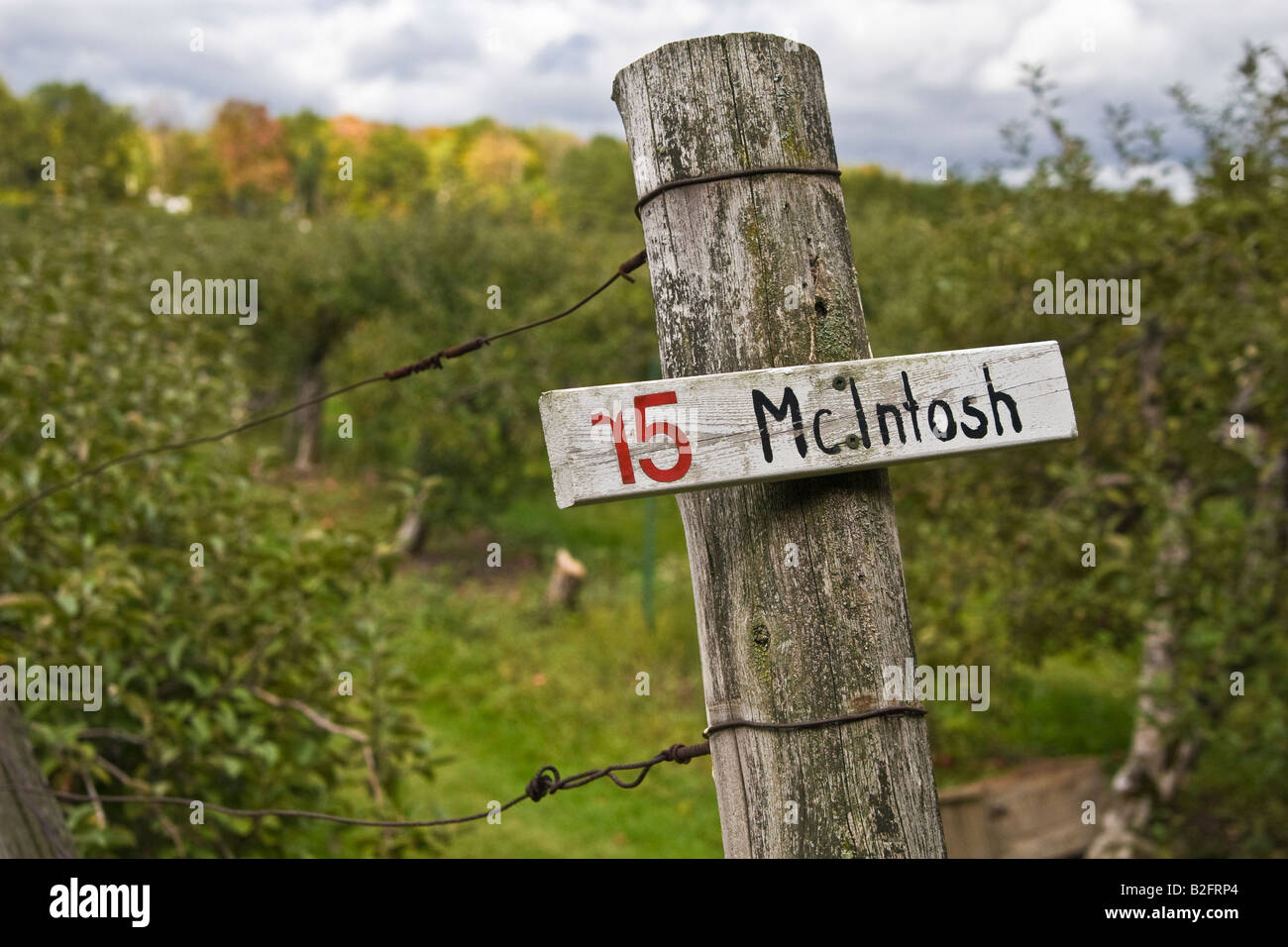 Poste de señalización McIntosh Apple tree fila en un elige tu propia granja Foto de stock