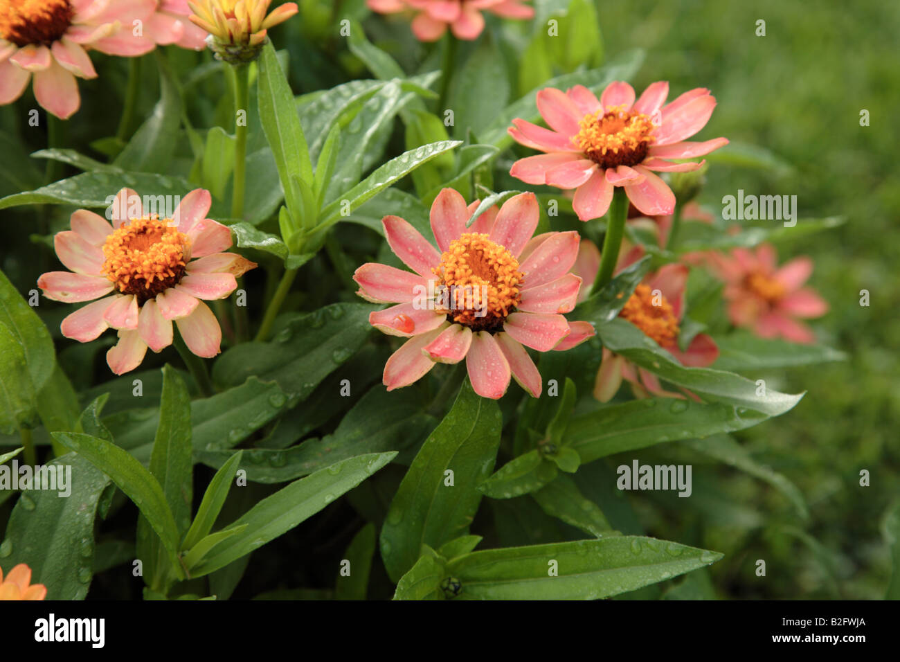 Profusión Apricot Zinnia flores durante los meses de verano en Prescott Park en Portsmouth, New Hampshire, EE.UU. Foto de stock