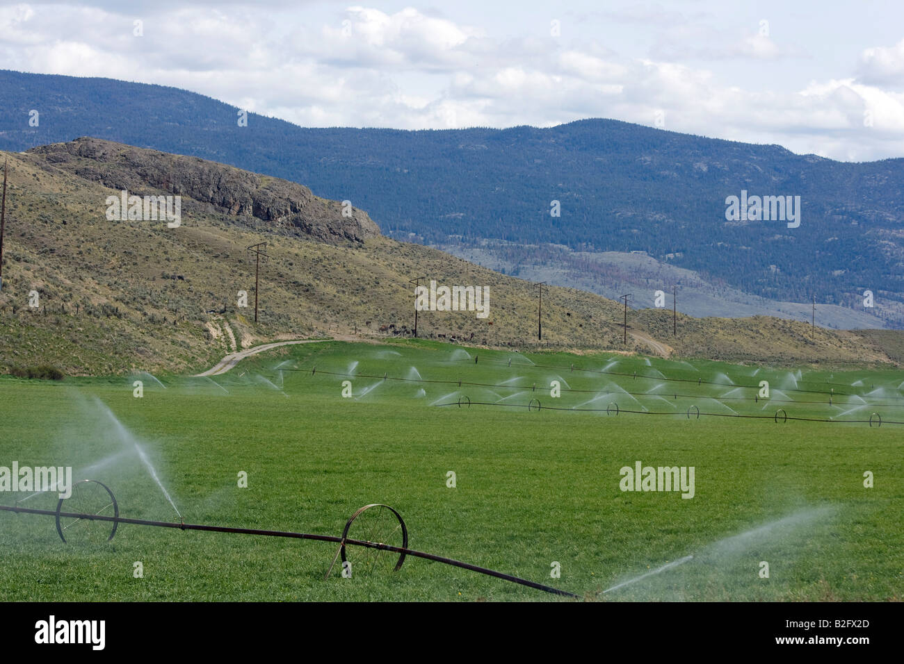 Este campo de trigo rociadores de agua debajo de las colinas y cielos en British Columbia, Canadá. Foto de stock