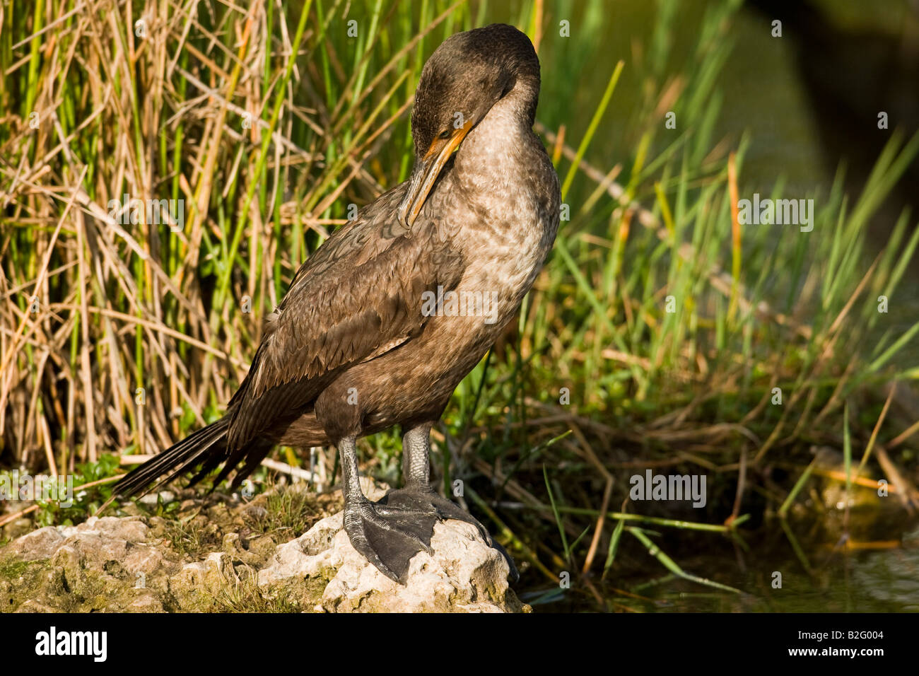Doble crested cormoranes (Phalacrocorax auritus) Foto de stock
