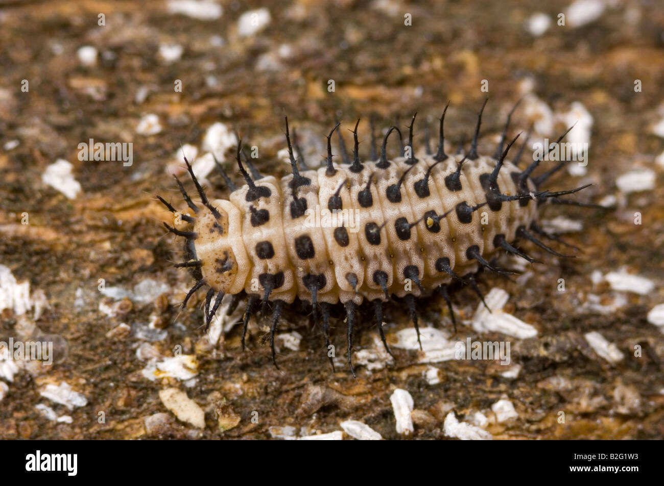 Chilocorus mariquita larva del escarabajo rojo sobre blanco piojo de la escala de alimentación Foto de stock