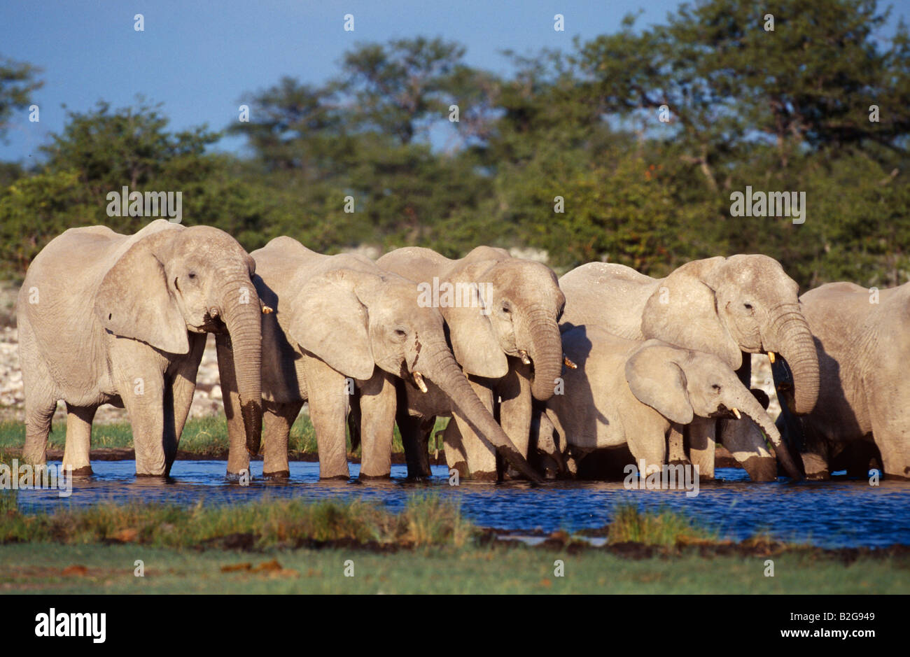 Elefante Africano Loxodonta africana Addo Elephant National Park en Sudáfrica NP manada waterhole Foto de stock