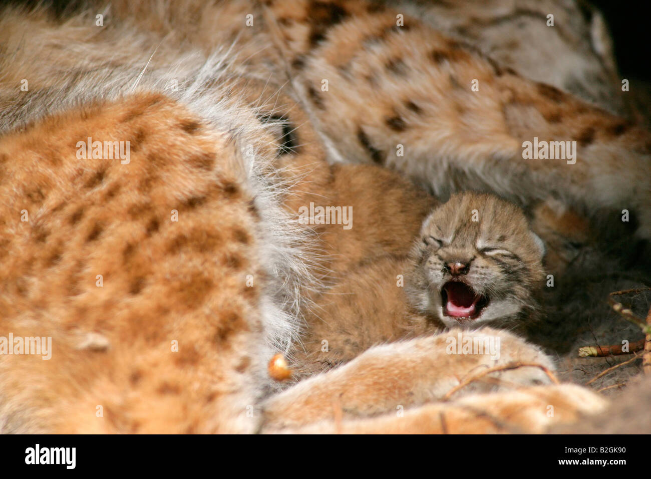 Presa de lince euroasiático catkin amor maternal de la madre de cerca Lynx lynx caricias Baviera Alemania Foto de stock