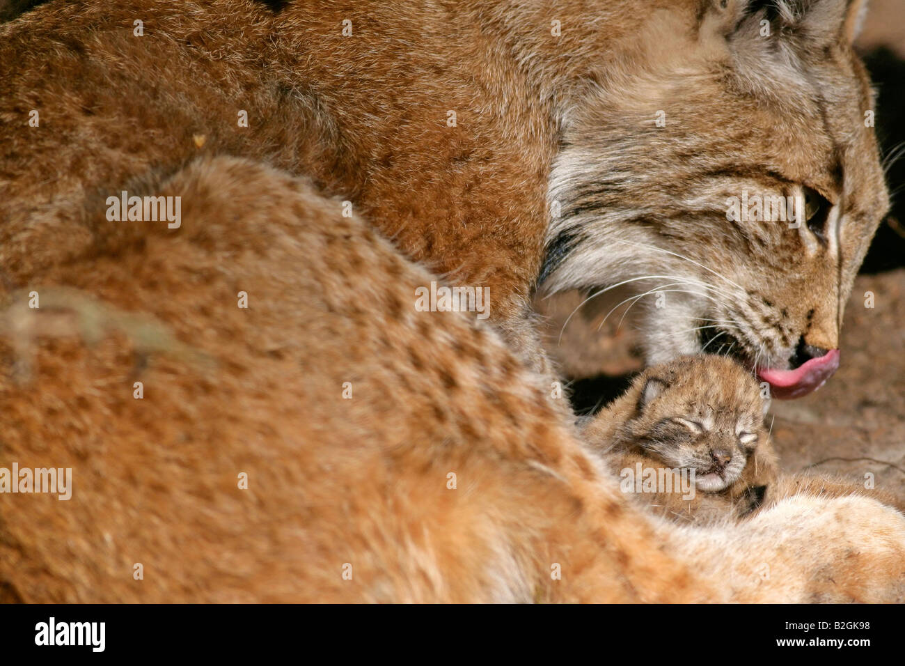 Presa de lince euroasiático catkin amor maternal de la madre de cerca Lynx lynx caricias Baviera Alemania par par Foto de stock