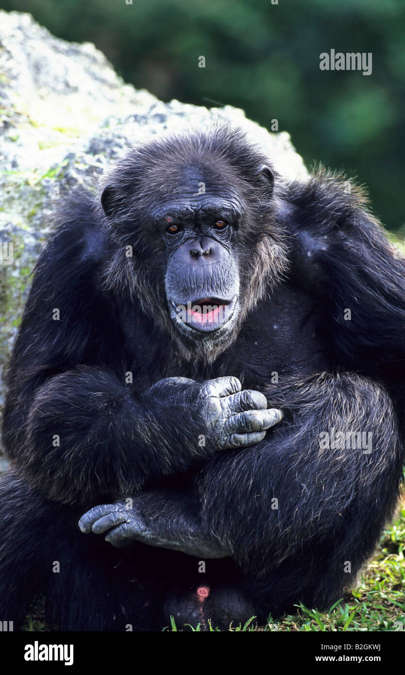 Sesión Joven Chimpancé Simia Troglodytes Delante De Un Fondo Blanco Foto de  stock y más banco de imágenes de Mono - Primate - iStock