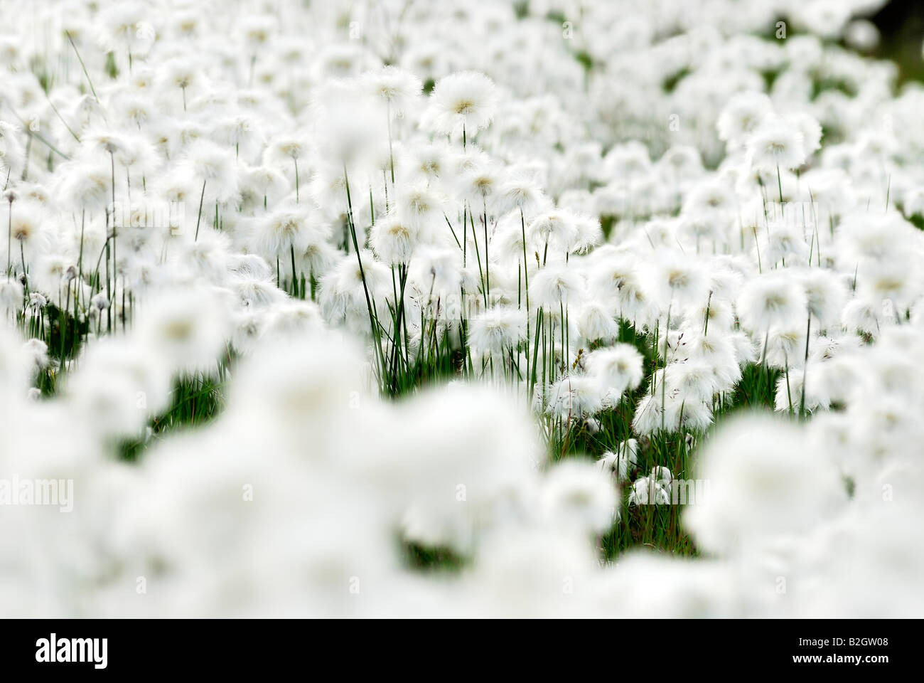 Cerrar detalle cottongrass cottonsedge eriophorum Laponia Suecia Laponia sueca Europe Foto de stock