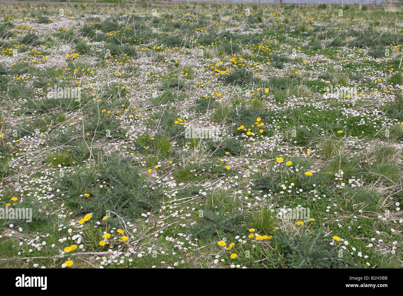 Área de Conservación con margaritas diente de león y cardos proporcionará semillas de pinzones Foto de stock