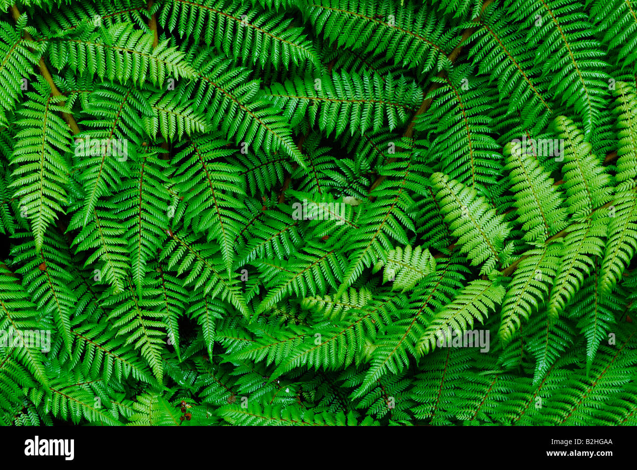 Helecho freno Pteridophyta sur oeste de Nueva Zelanda Parque Nacional Fiordland alambiques aún antecedentes antecedentes patrones Los patrones Foto de stock