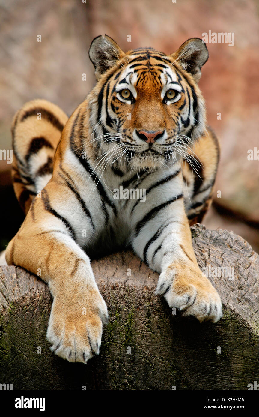 Sibirischer tigre Panthera tigris altaica tigre siberiano tigres Amur Bayern Deutschland Alemania Foto de stock