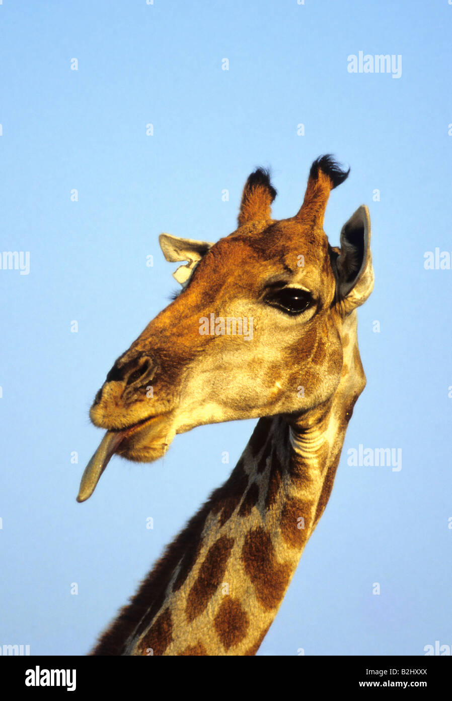 Gracioso jirafa Giraffa camelopardalis lengua áfrica Foto de stock