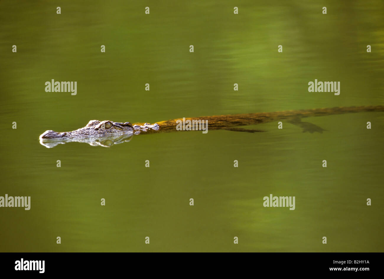 El cocodrilo del Nilo Crocodylus niloticus natación África madagascar Foto de stock