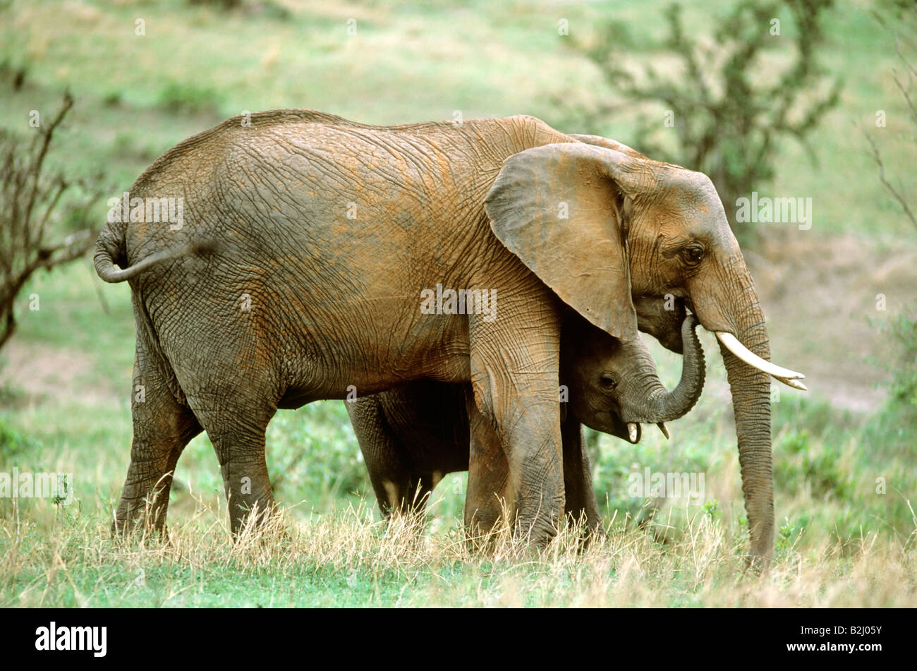 Y el bebé elefante africano Loxodonta africana de Kenia Masai Mara Foto de stock