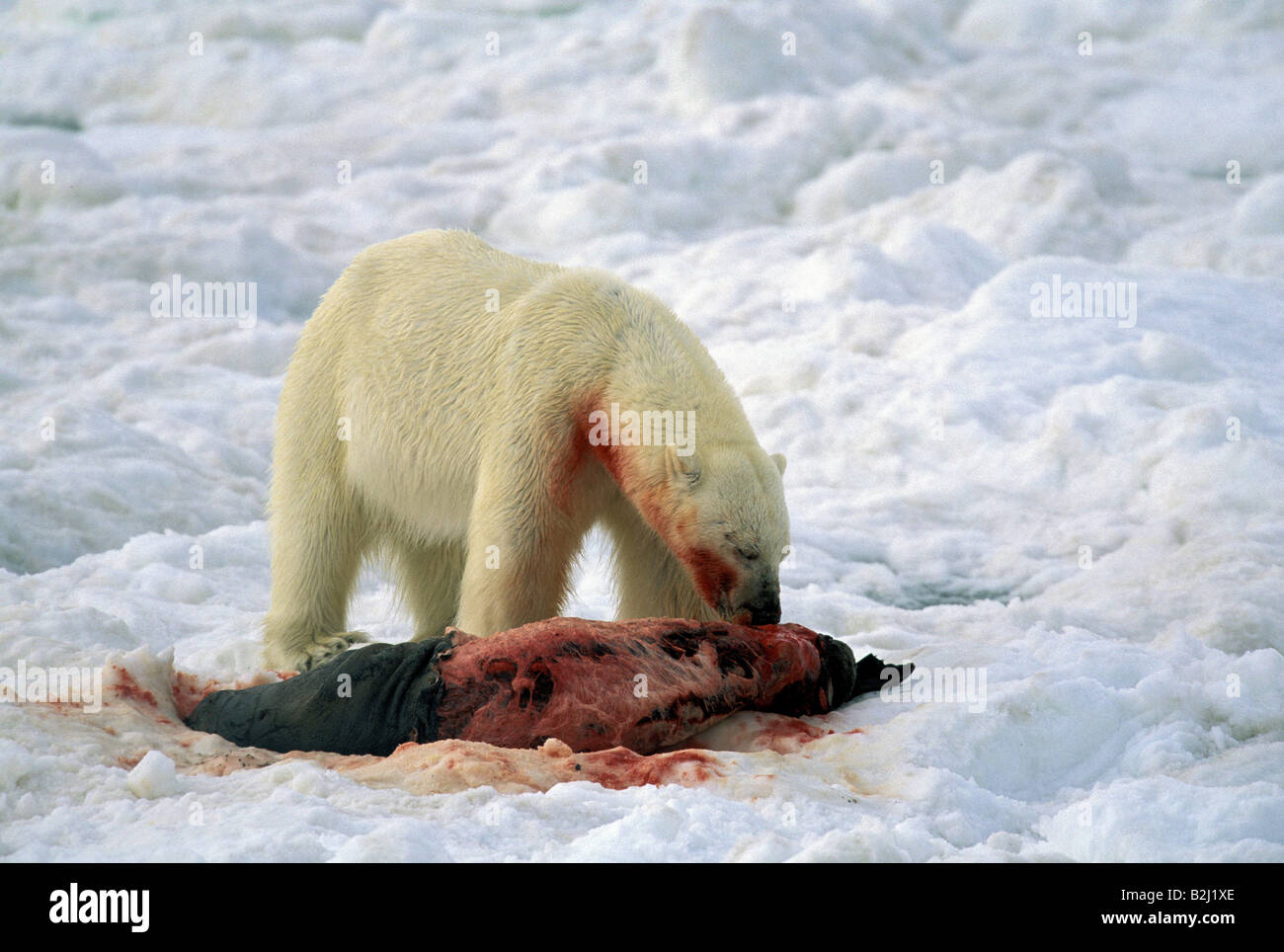 Zoología / animales, mamíferos mamíferos /, el oso, el oso polar (Ursus  maritimus), con presas, Spitsbergen, Svalbard, Noruega, distribut  Fotografía de stock - Alamy