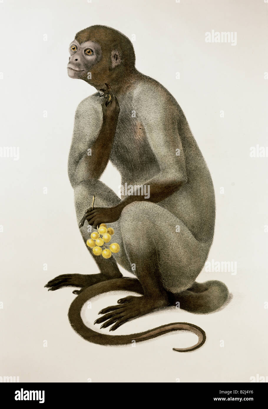 Zoología / animal, mamífero / mamífero, monos, capuchinos (Cebus), Weeper Capuchin, Cebus olivaceus, macho, litografía, coloreada, de 'Simiarum et Vespertilionum Brasiliensium species novae', por Johann Baptist von Spix (1781 - 1826), Munich, Alemania, 1823, Colección Estatal Bávara para Zoología, Foto de stock
