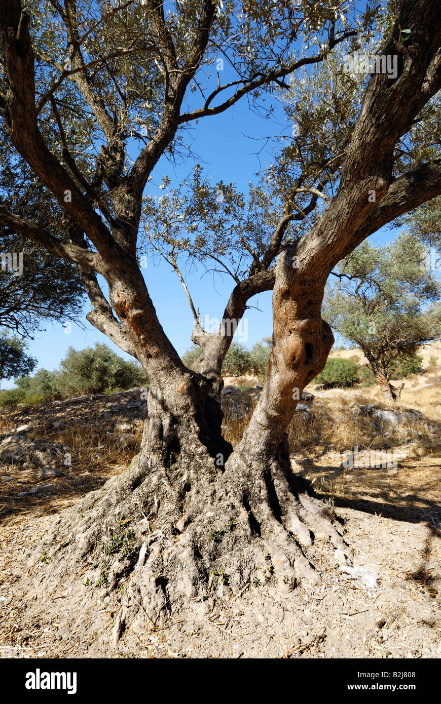 Las llanuras costeras del sur de Israel Lachîs Región Un viejo olivo Foto de stock