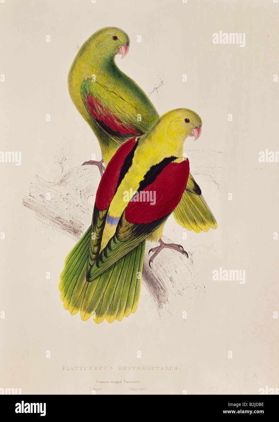Zoología, aves / aves, Rosella (Platycercus), litografía de Edward Lear, 'Ilustraciones de la Familia de Psittacidae', Londres, 1831 - 1833, colección privada, , Foto de stock