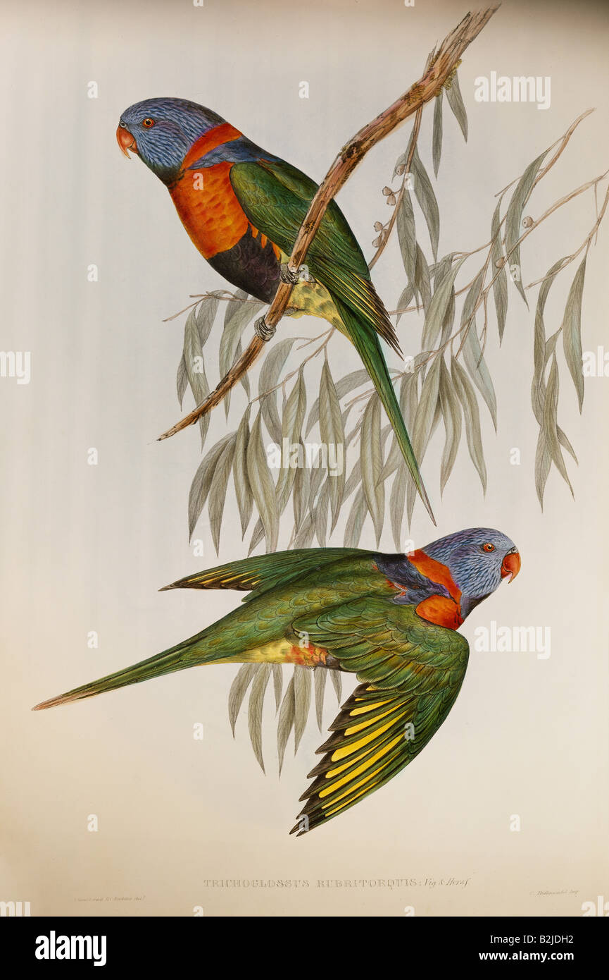 Zoología, aves / aves, loro de cuello rojo (Amazona arausiaca), litografía, impreso por Gould y Richter, Londres, 1848, Foto de stock