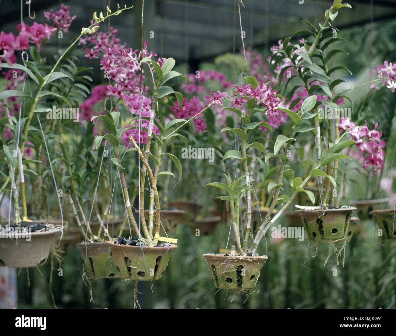 Orquídeas colgantes fotografías e imágenes de alta resolución - Alamy