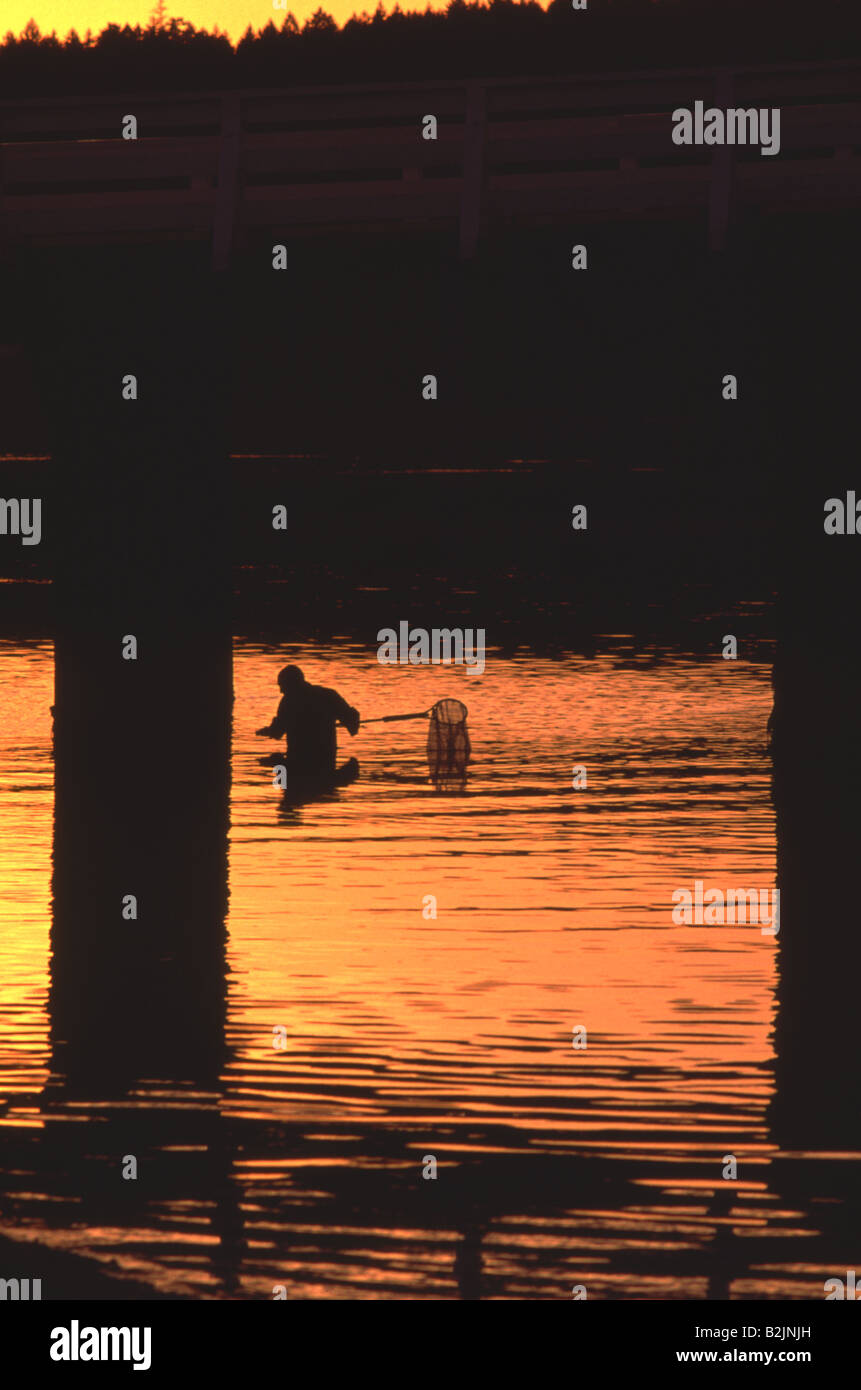 Pescador de cangrejos vadeando en el agua, la pesca con red de largo a la puesta del sol cerca del muelle Foto de stock