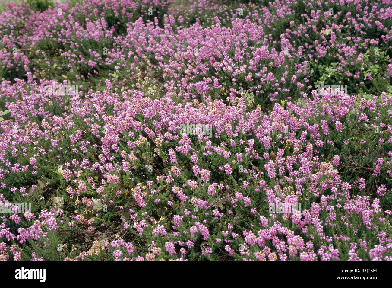 La botánica, Erica Bell brezo (Erica cinerea), floración, Additional-Rights Chamaephyten-Clearance-Info-Not-Available Foto de stock