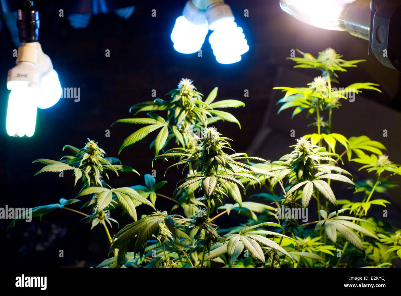 Ilegal el cultivo de marihuana de interior con plantas de maceta en ciernes con crecer las luces interiores Foto de stock