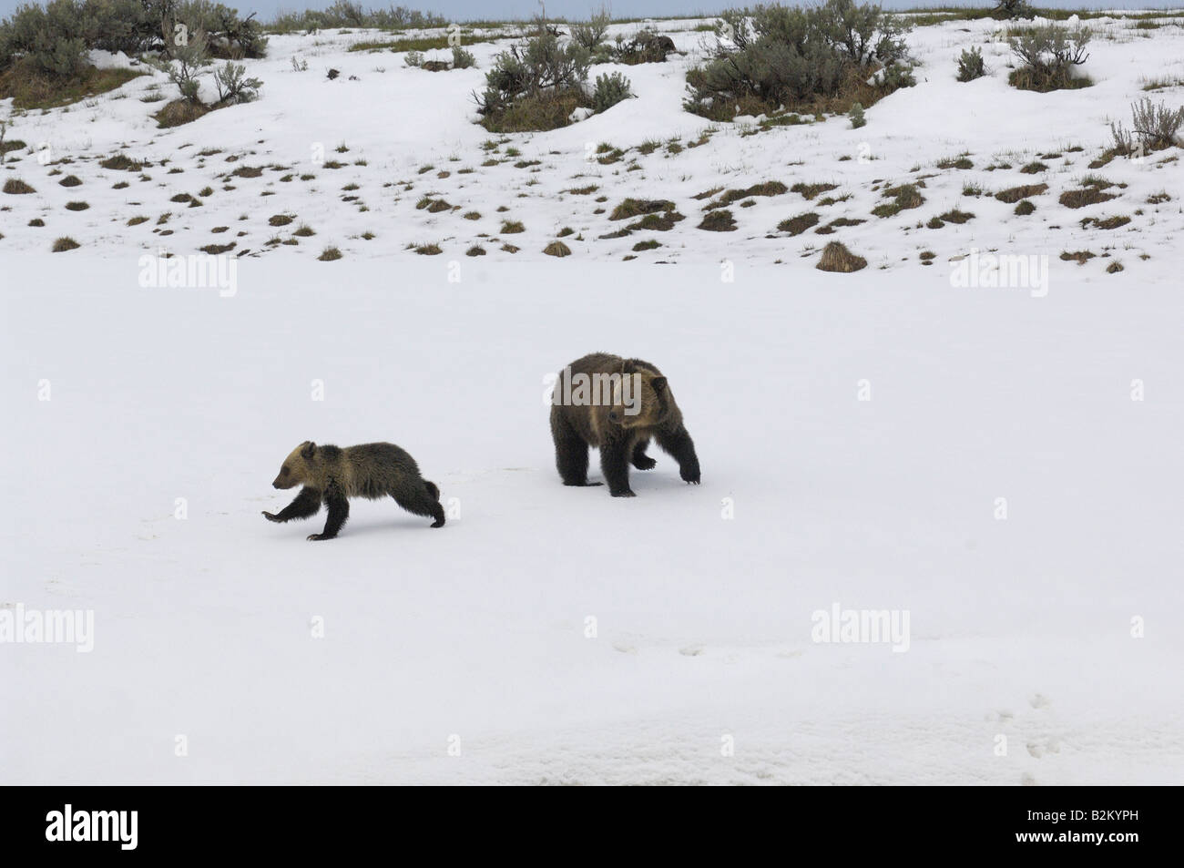 Los Osos Grizzly jugando en la nieve Foto de stock