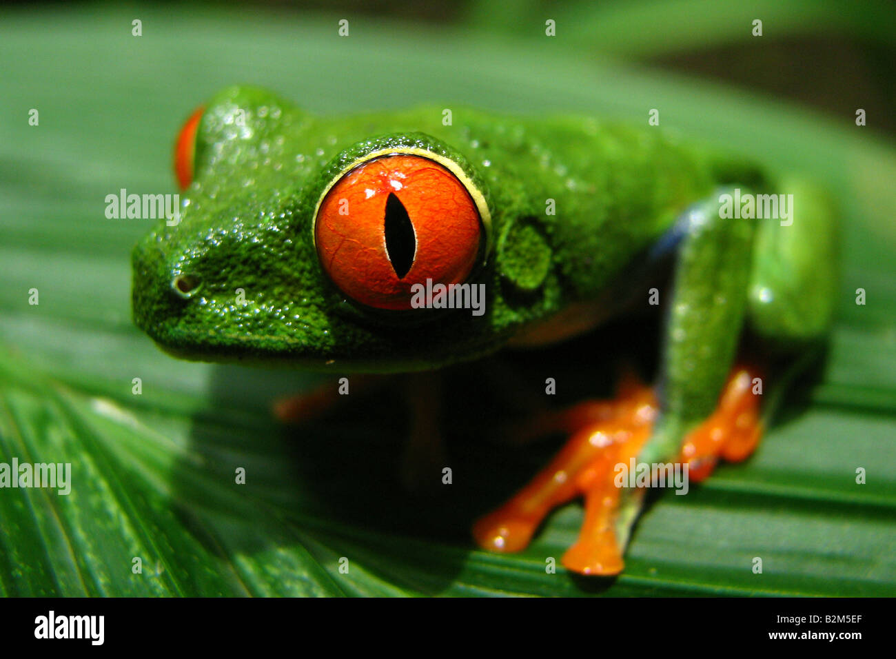 Una rana de hoja de ojos rojos en Costa Rica Foto de stock