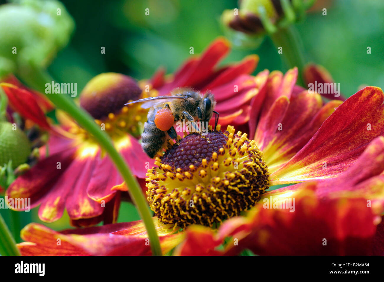 La abeja melífera Apis mellifera con cestas de polen MOSTRANDO EL HELENIUM KONIGSTIGER Foto de stock