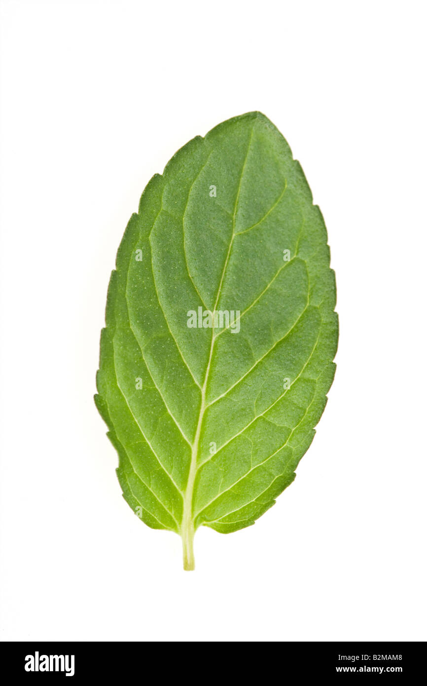 Hoja de menta verde simple Foto de stock