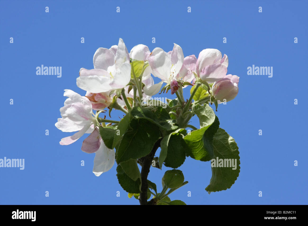 Apple Blossom en el muelle Foto de stock