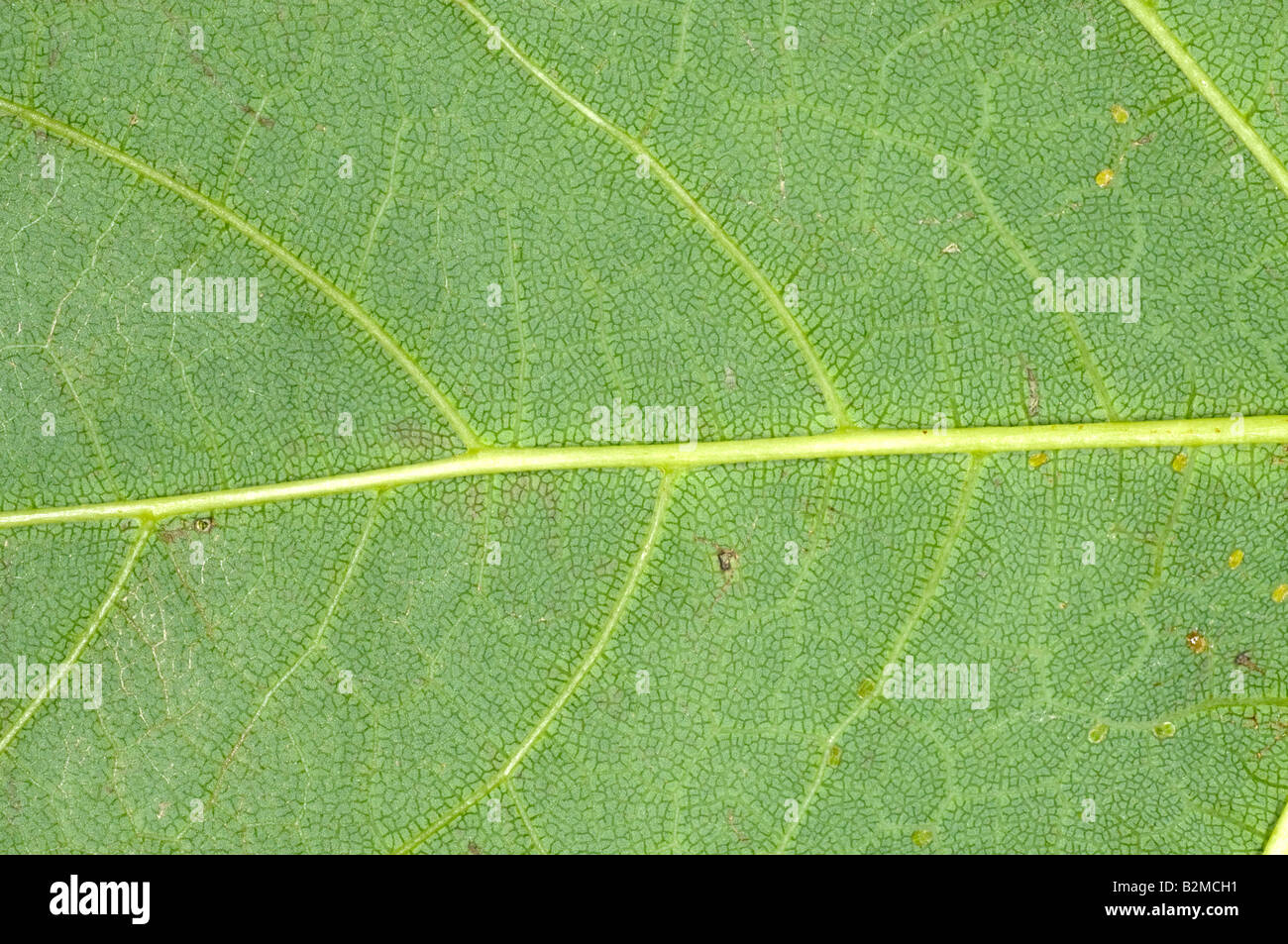 Vetas en la parte inferior de la hoja (Sambucus saúco común) Foto de stock