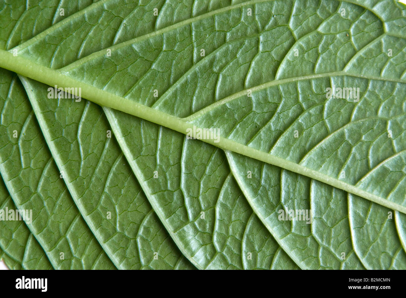 Vetas en la parte inferior de la hoja de hortensia Foto de stock