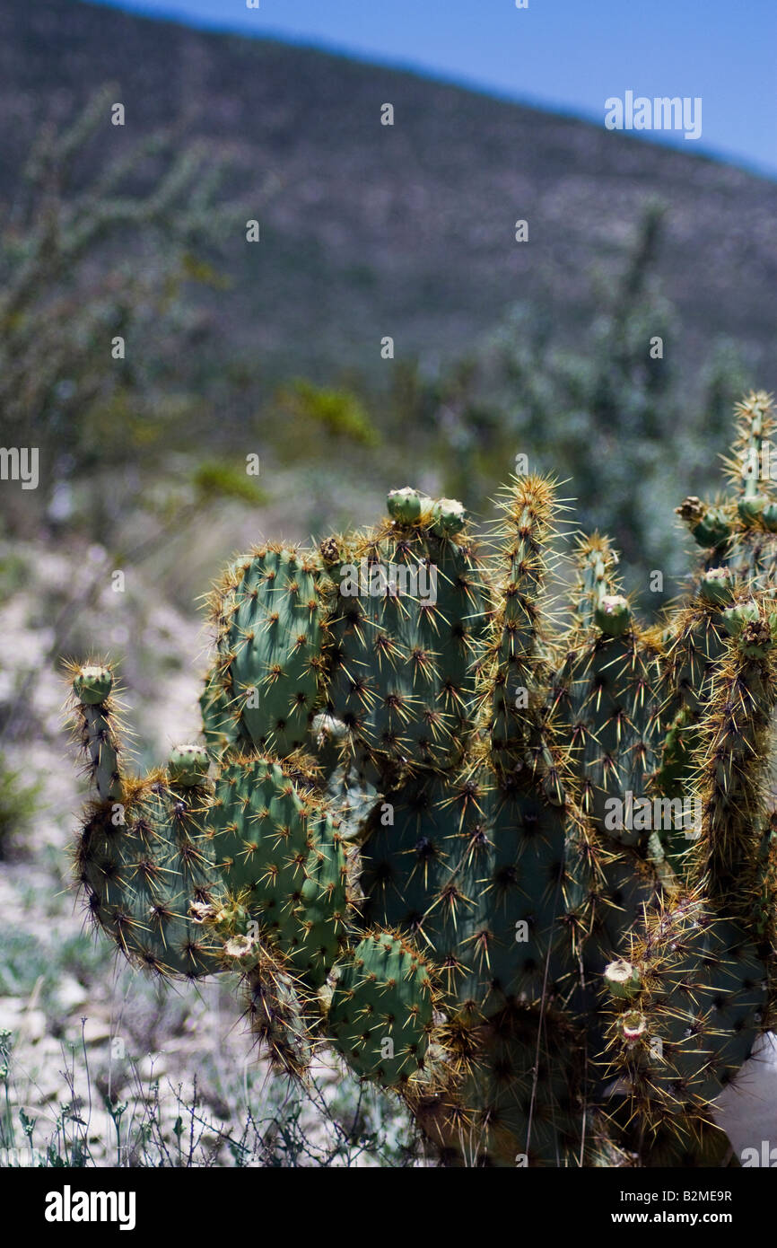 Plato cactus fotografías e imágenes de alta resolución - Alamy