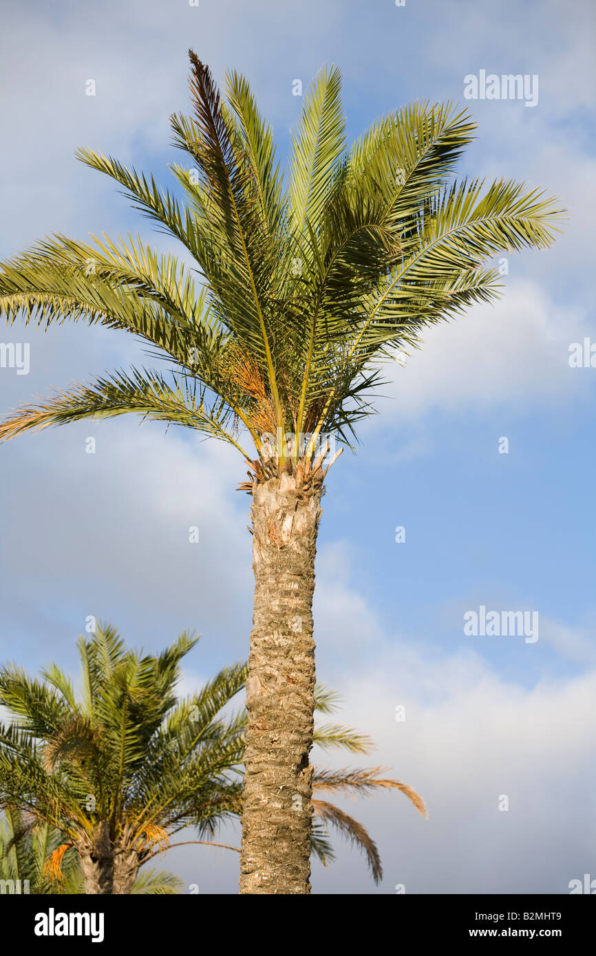 Árbol de Palma Foto de stock