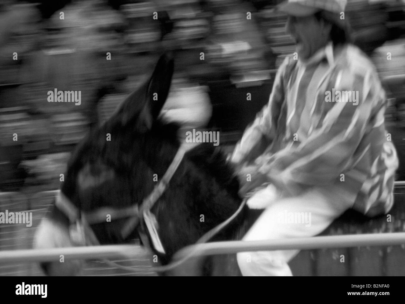 Fiesta de San José y donkey palio, Torrita di Siena, Italia Foto de stock