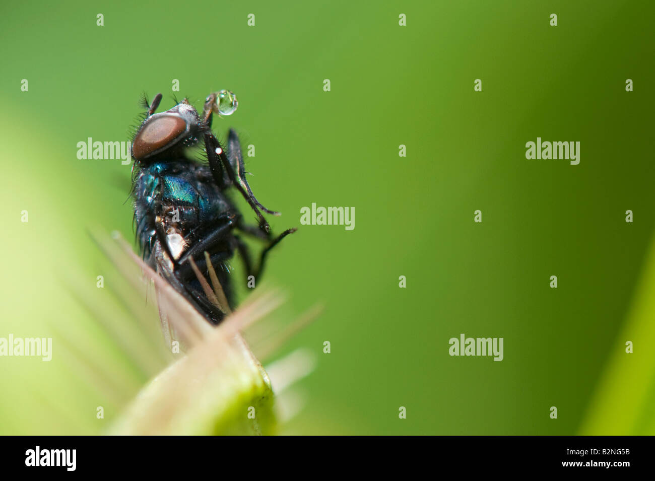 Dionaea muscipula. Mosca atrapada en atrapamoscas Foto de stock