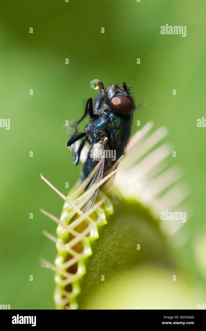 Dionaea muscipula. Mosca atrapada en atrapamoscas Foto de stock