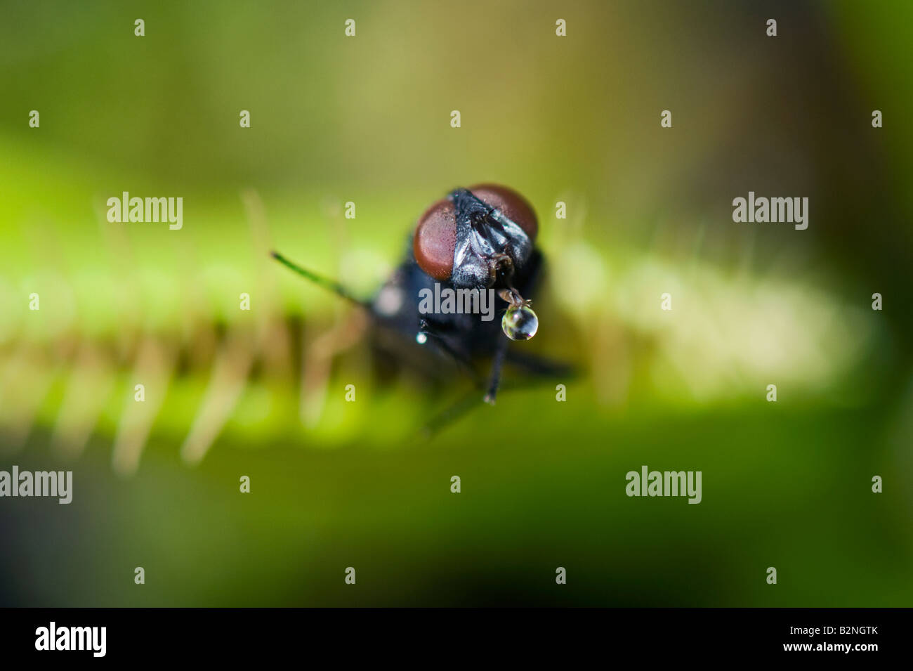 Dionaea muscipula. Mosca atrapada en atrapamoscas Foto de stock