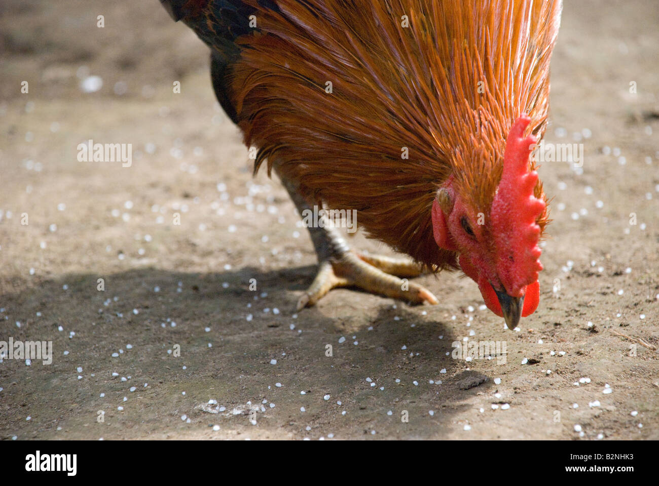 Ubud bali indonesia comer pollo de granja gallo picotear semillas ojo pico pluma roja garra comer aves talon Foto de stock