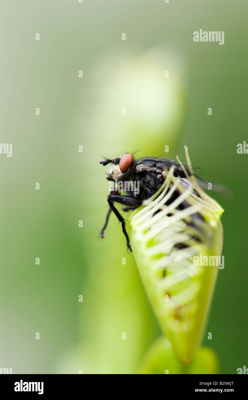 Dionaea muscipula. Mosca atrapada en atrapamoscas Foto de stock