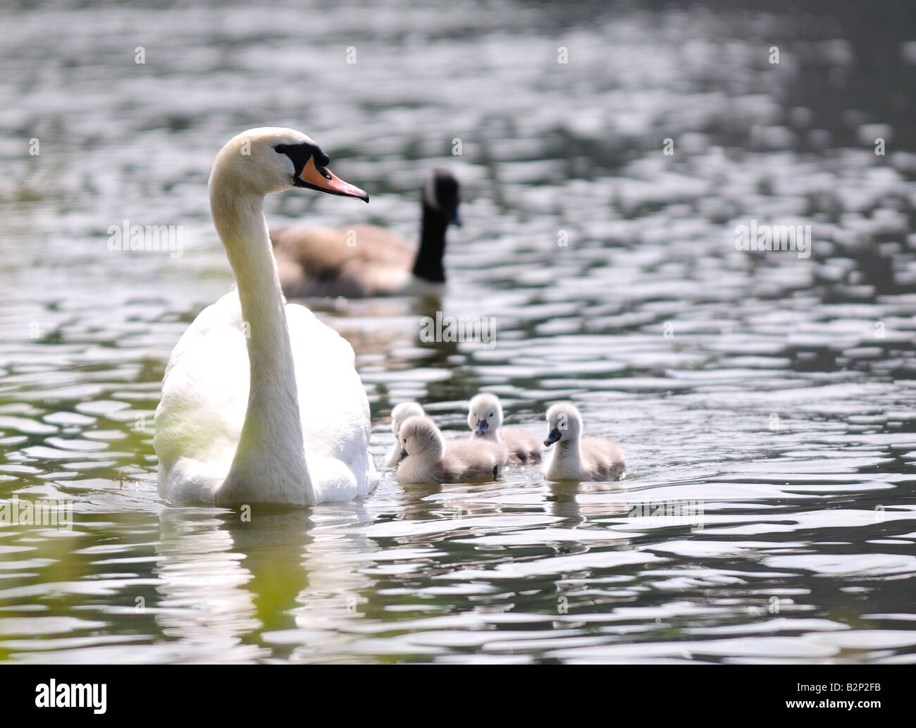 Cisne y cygnets en el río Nene en Peterborough con un ganso en el fondo Foto de stock