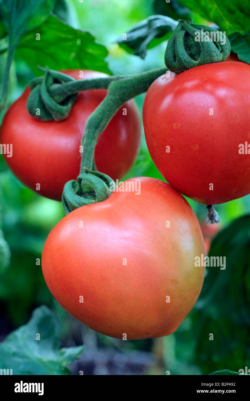 SOLANUM LYCOPERSICUM Tomate Híbrido F1 FERLINE TIZÓN ES TOLERANTE Foto de stock