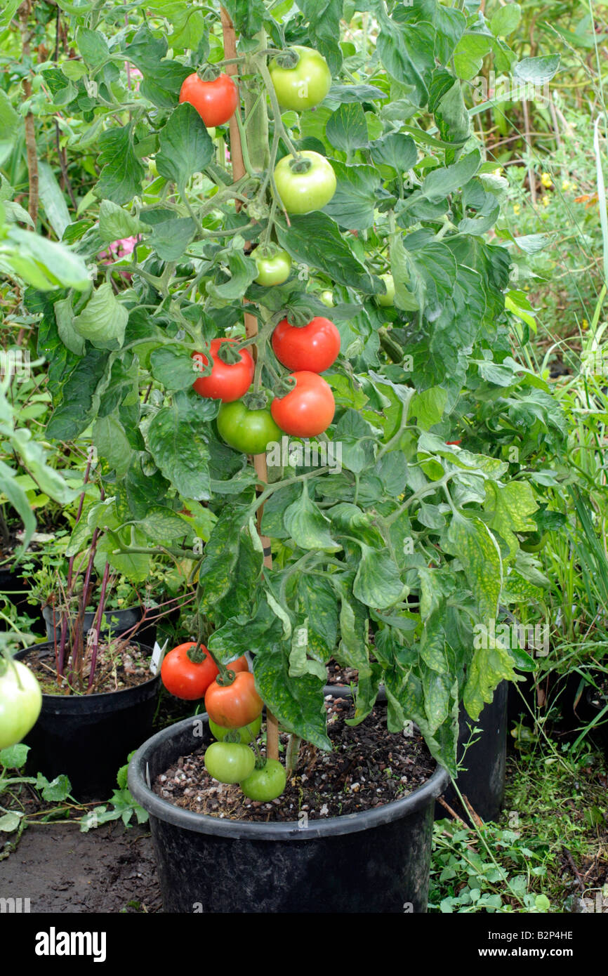 SOLANUM LYCOPERSICUM Contenedor de plantas de tomate cultivadas en el recipiente de 20 litros variedad FERLINE Foto de stock