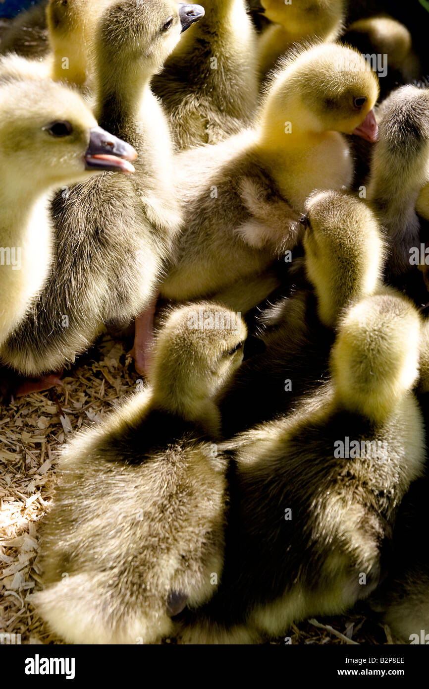 Gansos jóvenes a la venta en un mercado de ganado campiña francesa  Fotografía de stock - Alamy