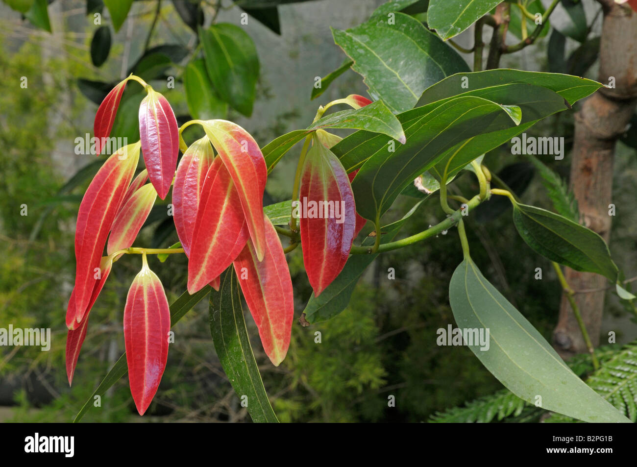 Corteza de Cassia, Chino Canela (Cinnamomum aromaticum) ramita con hojas rojas Foto de stock
