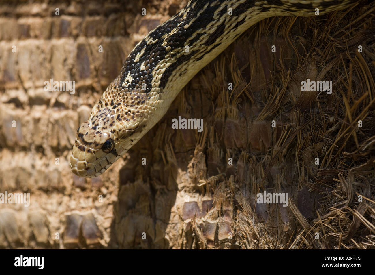 Un toro de serpiente, Pituophis catenifer, o Gopher Snake repta abajo de una palmera en Gran Cañón Morongo preservar. Foto de stock
