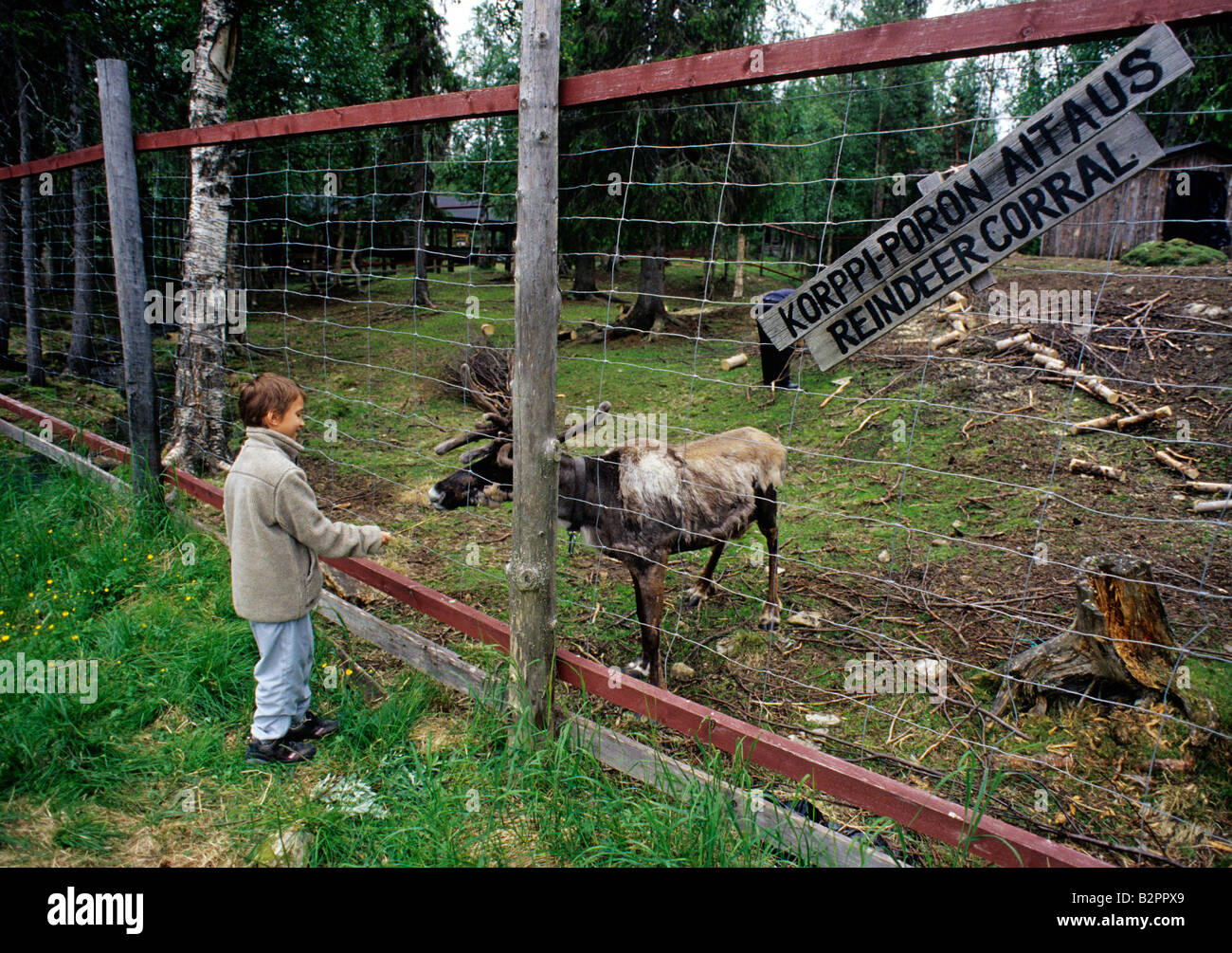 Finlandia Tankavaara gold panning mina corral reideer Foto de stock