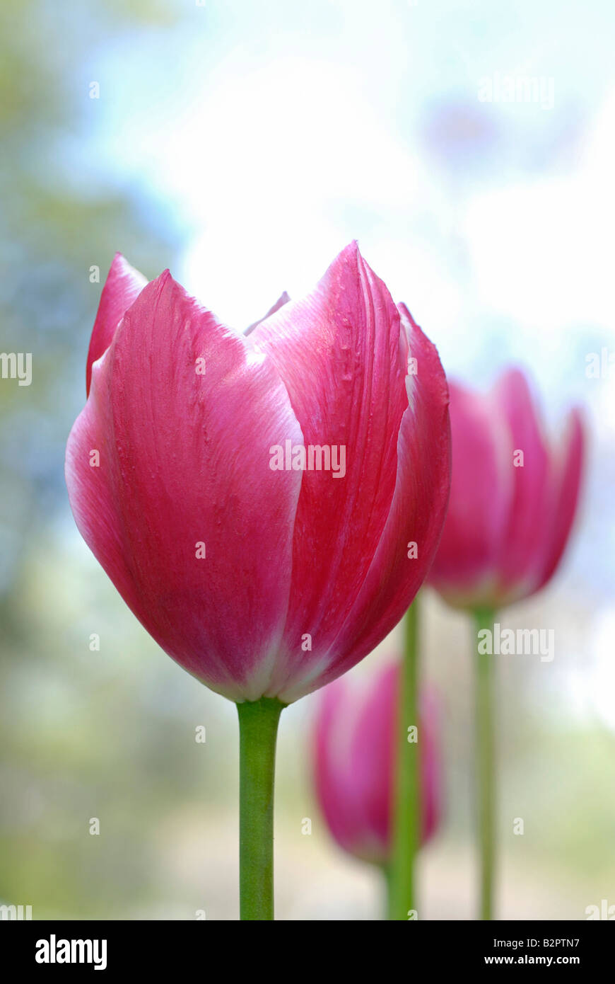 Tulipanes rosa Foto de stock