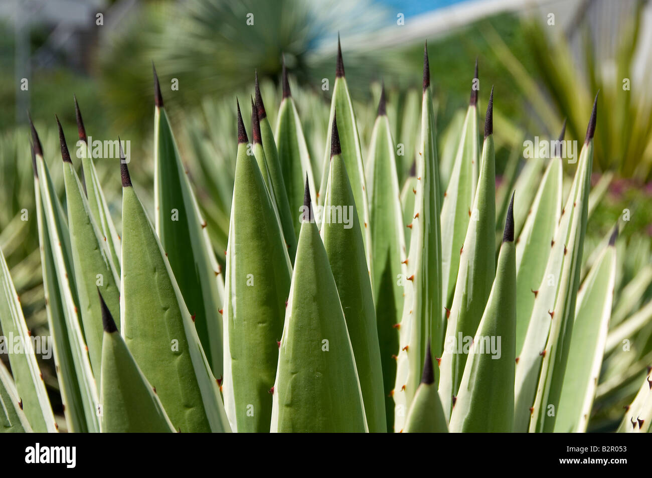 Primer plano de Agave Variegated hojas angustifolia género agavaceae suculento planta Foto de stock